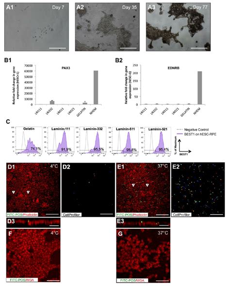 Figure S1 Morphology Of HESC RPE On Gelatin And Quantification Of