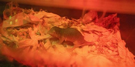 Creature Feature Naked Mole Rat Assiniboine Park Conservancy