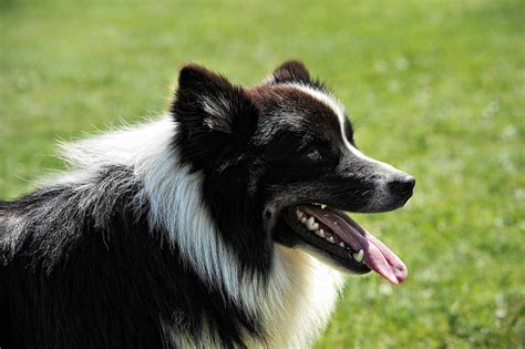 17 Top Dog Breeds for Herding Livestock