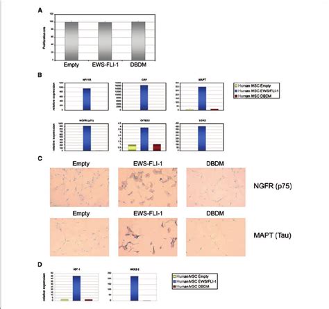 EWS-FLI-1 does not alter hMSC proliferation and induces a... | Download ...