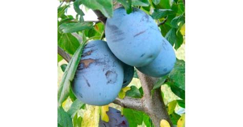 Слива Амерс (Amers)