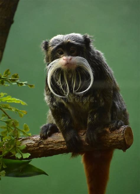 Bearded Emperor Tamarin Monkey Perched On A Branch Stock Image Image