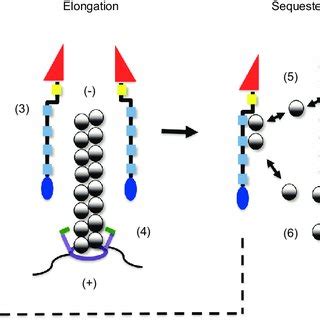 Model Of The Spir Formin Interaction In Actin Nucleation A Schematic