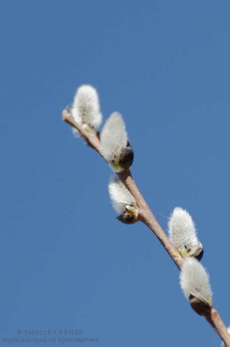 Prairie Wildflowers Pussy Willows Along Wascana Lake Regina