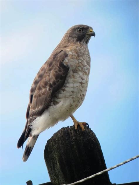 Hawks In North Carolina 8 Species With Pictures Wild Bird World