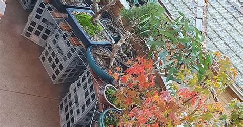 Bonsai Bench Autumn Update Album On Imgur