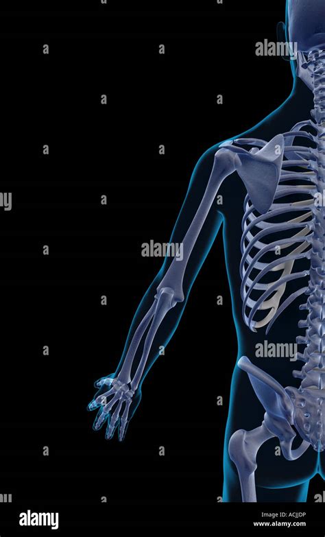 Ossa Arto Superiore Anatomia Immagini E Fotos Stock Alamy