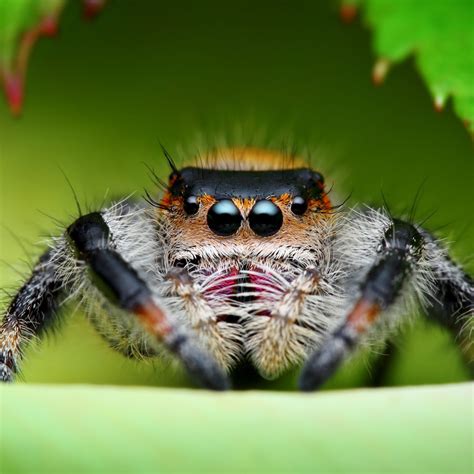 Regal Jumping Spider Phidippus Regius Bug Pets Ltd