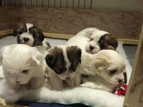 Biton, Coton de Tulear and the Bichon Frise Mix - SpockTheDog.com