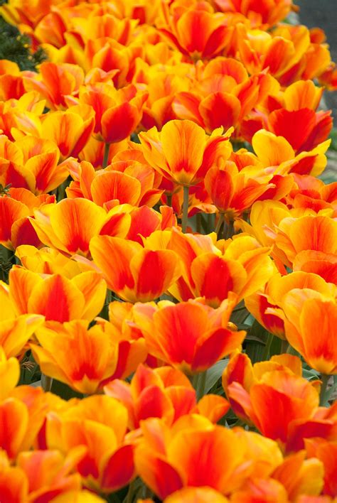 A Photograph Of The The Spring Flowering Tulip Bulbs Cultivar Flair Bulb Flowers Tulips