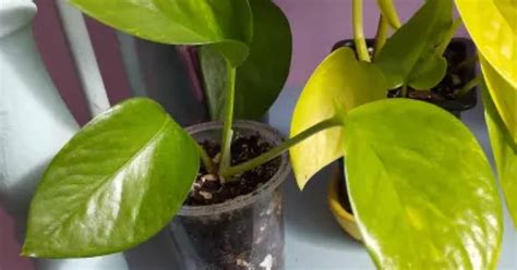 Epipremnum aureum Golden | Aukce rostlin