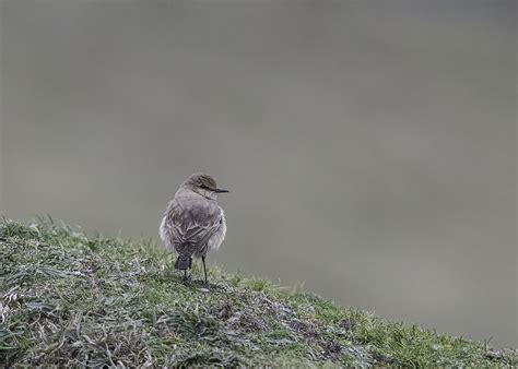 Saturday 28th January 2023 Cornwall Birds CBWPS