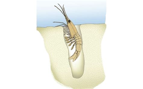 million year  burrows discovered  clare