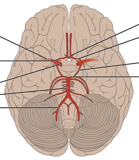 Blood Supply Diagram Diagram Quizlet