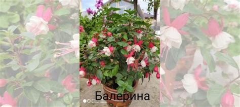 Фуксии купить в Москве | Товары для дома и дачи | Авито
