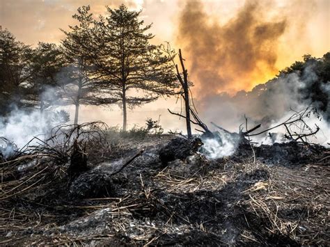 Las Principales Consecuencias De Los Incendios Forestales Para El Medio