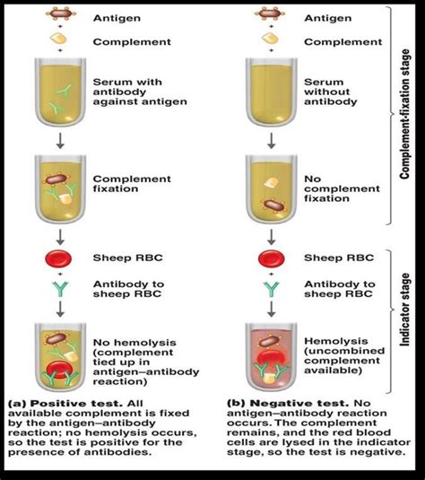 Complement Fixation Test Overall Science