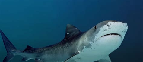 Jaws the Shark | Inconsistently Heinous Wiki | Fandom