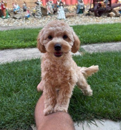 Maltipoo • Ebadta.com