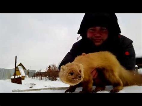 Куница. Как поймать куницу. Капкан для куницы - YouTube