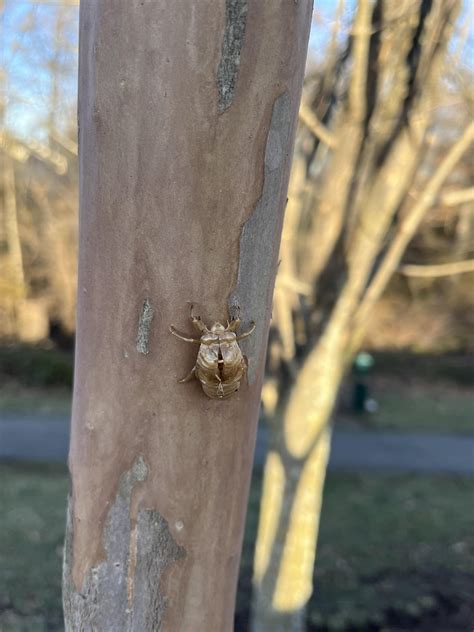 Lil bug I saw in NoVa! : r/whatsthisbug
