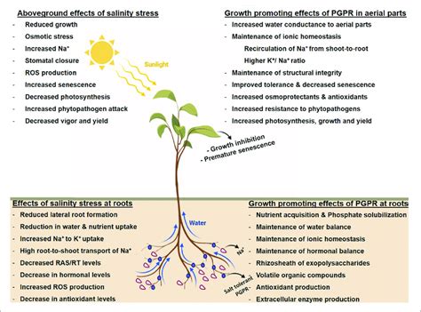 Salinity Stress And Tolerance Mechanisms Induced By Plant