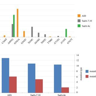 The number of point mutation types and mutation frequency induced by ...