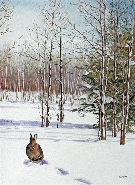 Winter Rabbit Painting By Carol J Rupp Fine Art America