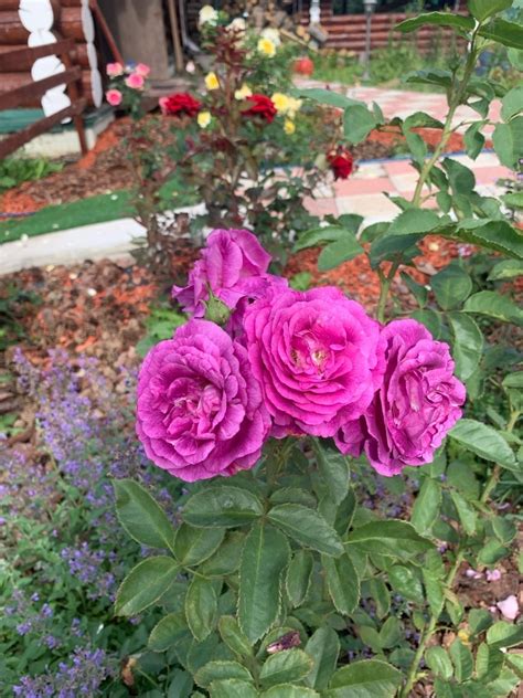 Фиолетовая Флорибунда - Мистерьез | Пикабу