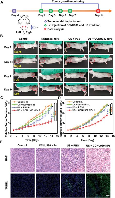 In Vivo Evaluation Of The Sdt Treatment Efficiency Of The Ccnu980 Nps Download Scientific