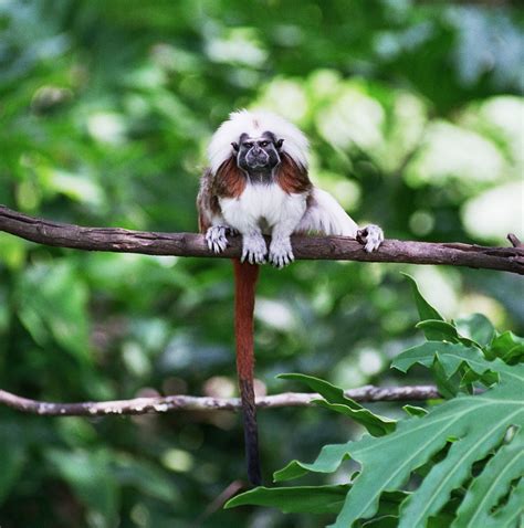 How the Disney Conservation Fund Helps Non-Profit Proyecto Tití Save
