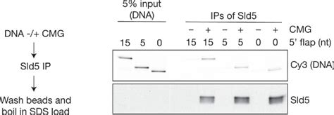 CMG Helicase Disassembly Is Controlled By Replication Fork DNA