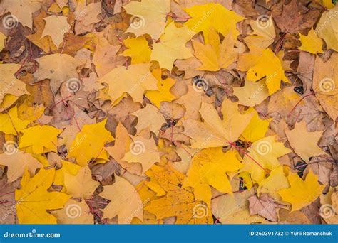 Fondo De Hojas De Otoño Marrón Y Naranja Exterior Colorida Imagen De