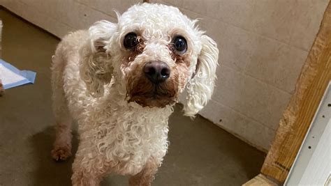 Fundraiser by Marti Jones : Please Help 6 Poodles ♥️