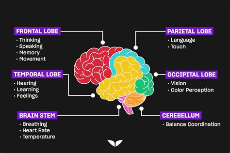 Main Parts Of The Brain And Functions