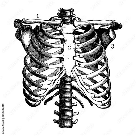 Human Skeleton Chest Ribcage Anatomy Black And White Illustration Stock