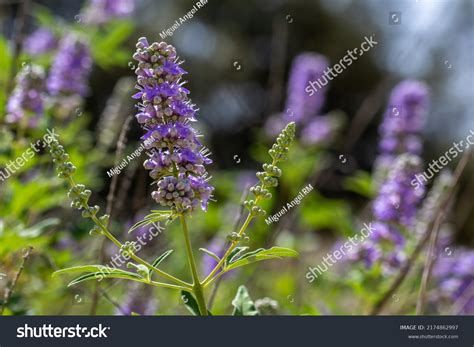 Vitex Agnus Castus Berries Over 208 Royalty Free Licensable Stock