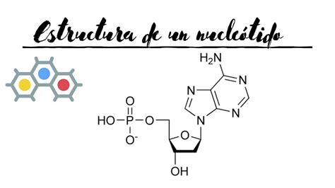 Estructura De Un Nucleótido Maryuri Lisbeth Udocz