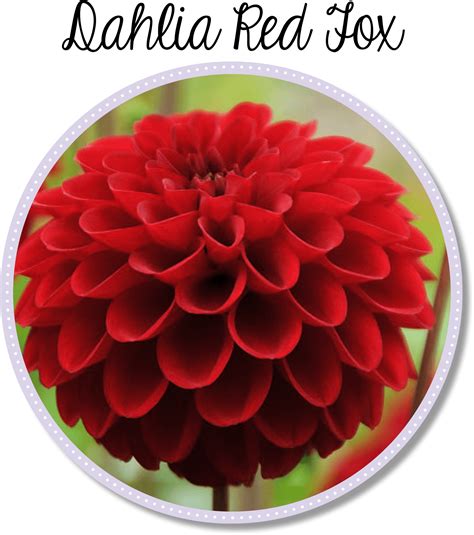 [200+] Dahlia Png Images | Wallpapers.com
