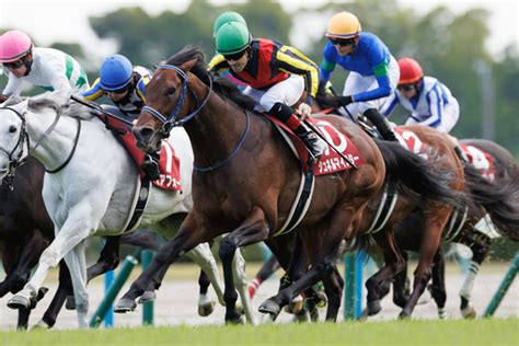 【安田記念】参考レース振り返り 複勝率500のドバイターフ組、セリフォスに注目｜【spaia】スパイア