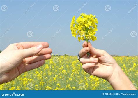 Giving flowers stock photo. Image of present, lively, give - 2338944