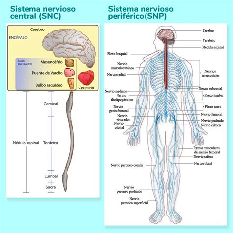 Como Funciona El Sistema Nervioso Central Image To U