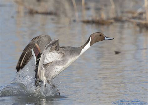 Drake Northern Pintail Lifting Off From Water Mia Mcpherson S On The