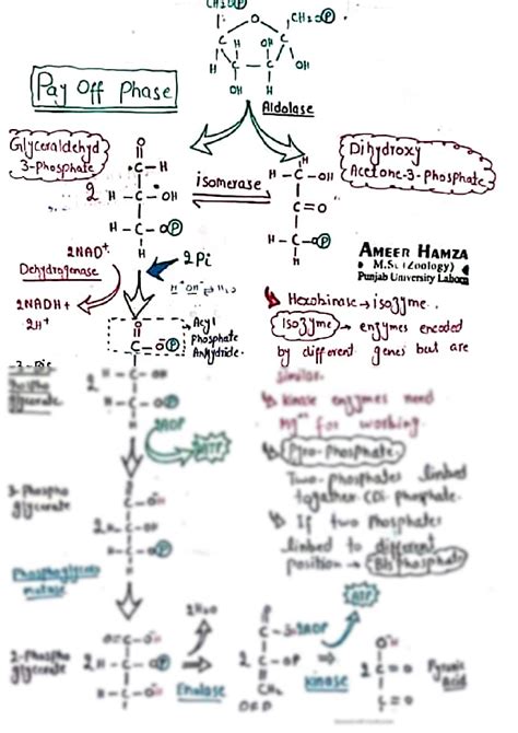 Solution Biochemistry Alcoholic Fermentation Lactic Acid Fermentation Respiration Enzyme Of