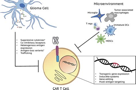 Car T Cells Cancer