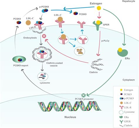 Frontiers Sex Difference In Circulating Pcsk9 And Its Clinical