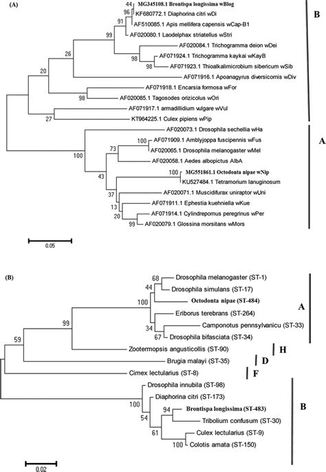 Phylogenetic Placement Of Wolbachia Strains Isolated From Brontispa