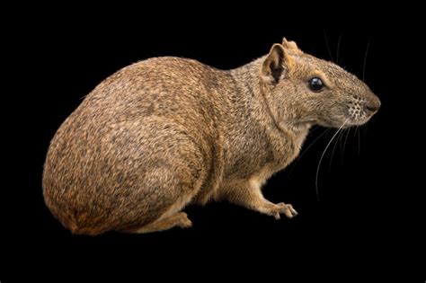 Ani084 00066 Joel Sartore