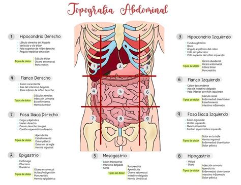 Topografia Abdome - Topografía Abdominal | Claudia Quispe | uDocz