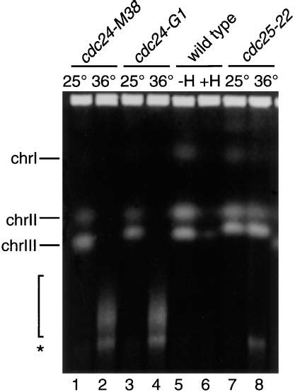 Pulsed Field Gel Analysis Of Chromosomes From Download Scientific